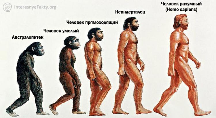 Стадии эволюции человека